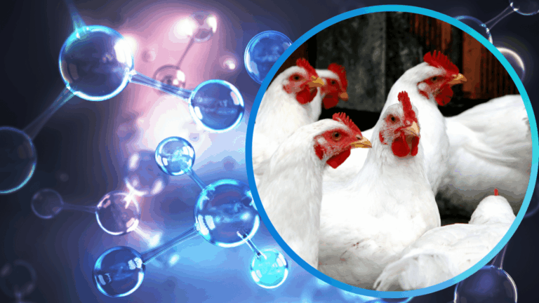 Importância dos aminoácidos na nutrição animal