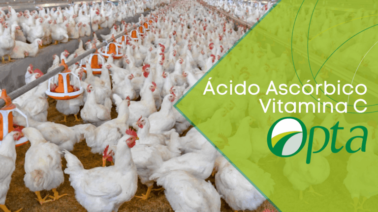 Ácido ascórbico – Nutrição de Frangos de corte