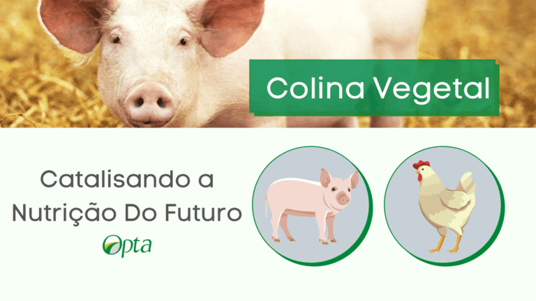 Colina vegetal, moderna e econômica!