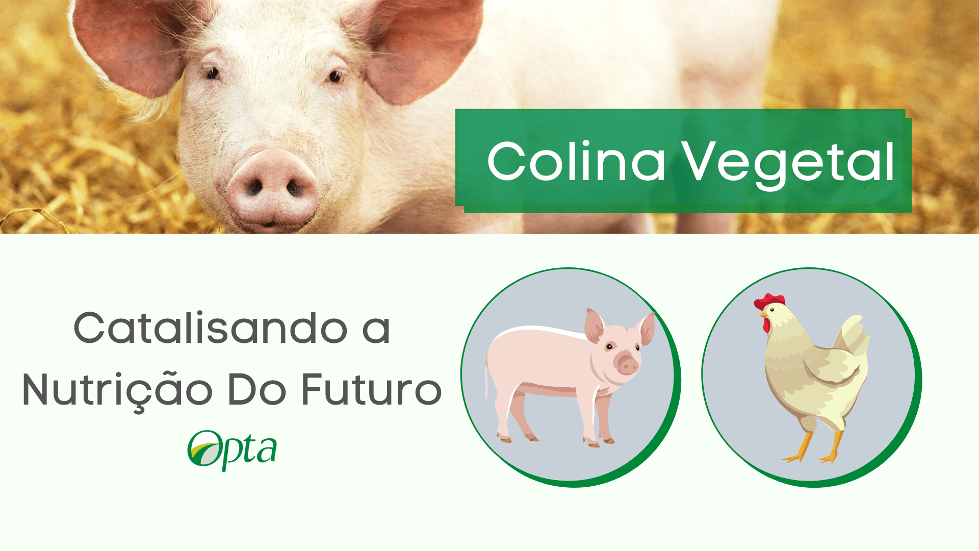 Colina vegetal, moderna e econômica!