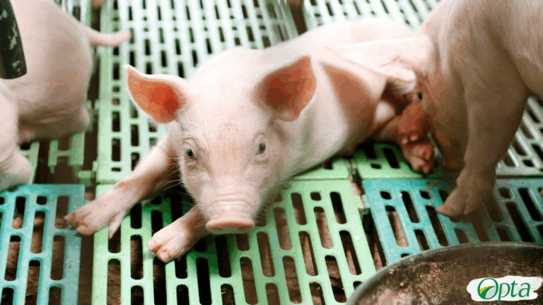 Soro de Leite na Nutrição de Leitões