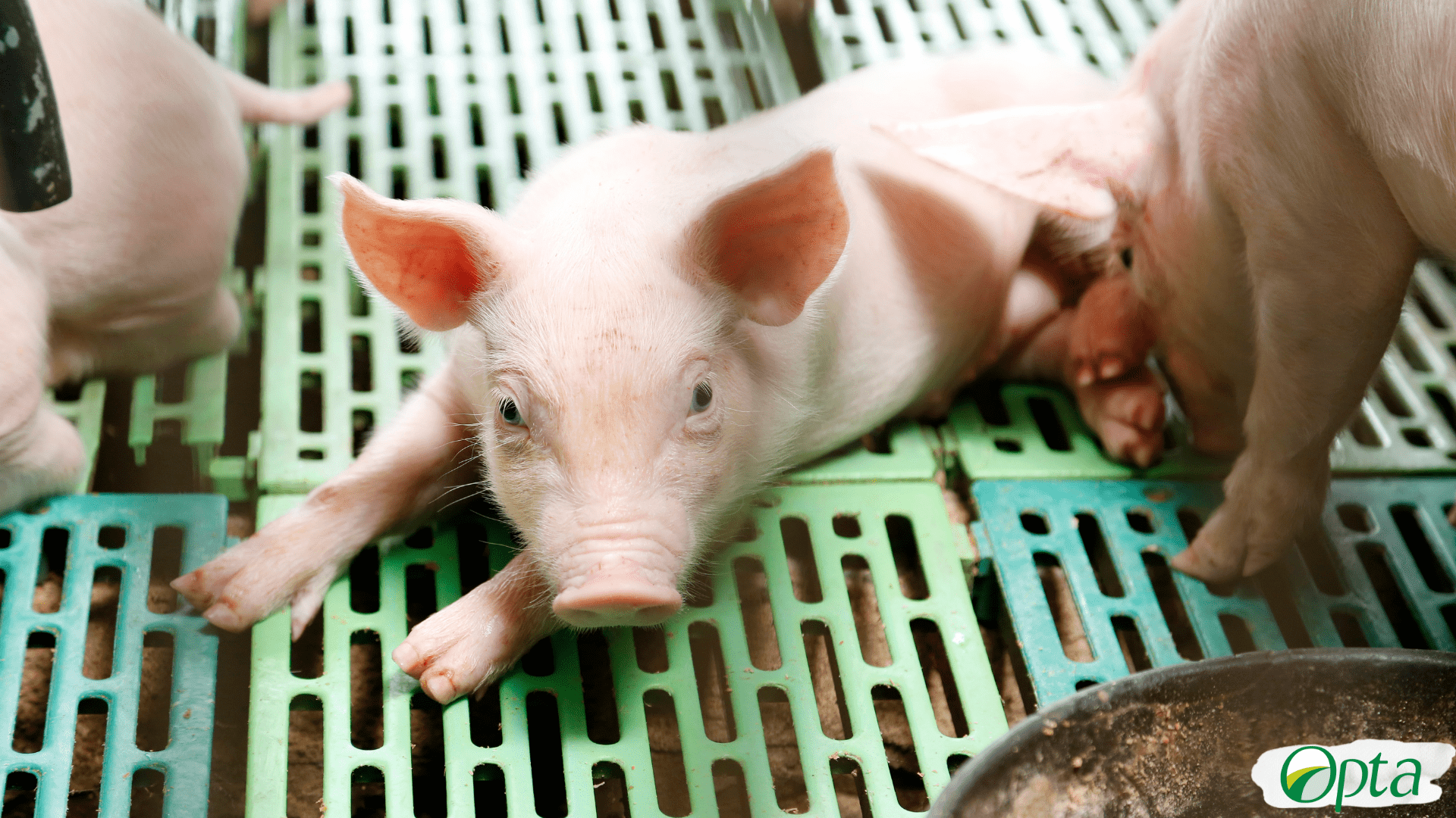 Soro de Leite na Nutrição de Leitões