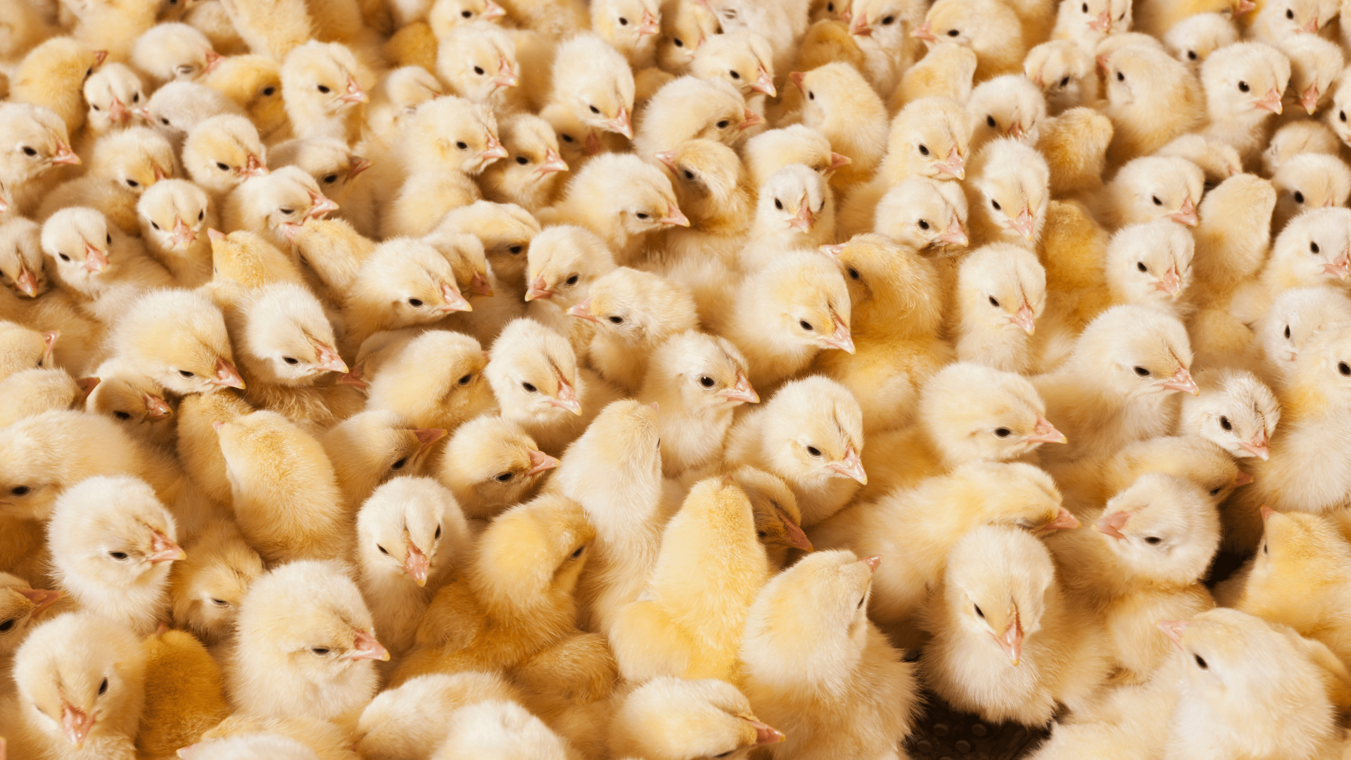 Ácido Butírico na nutrição animal