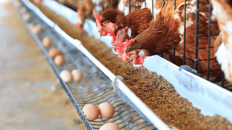 Importância da correta Suplementação de Ca e P na Nutrição Animal