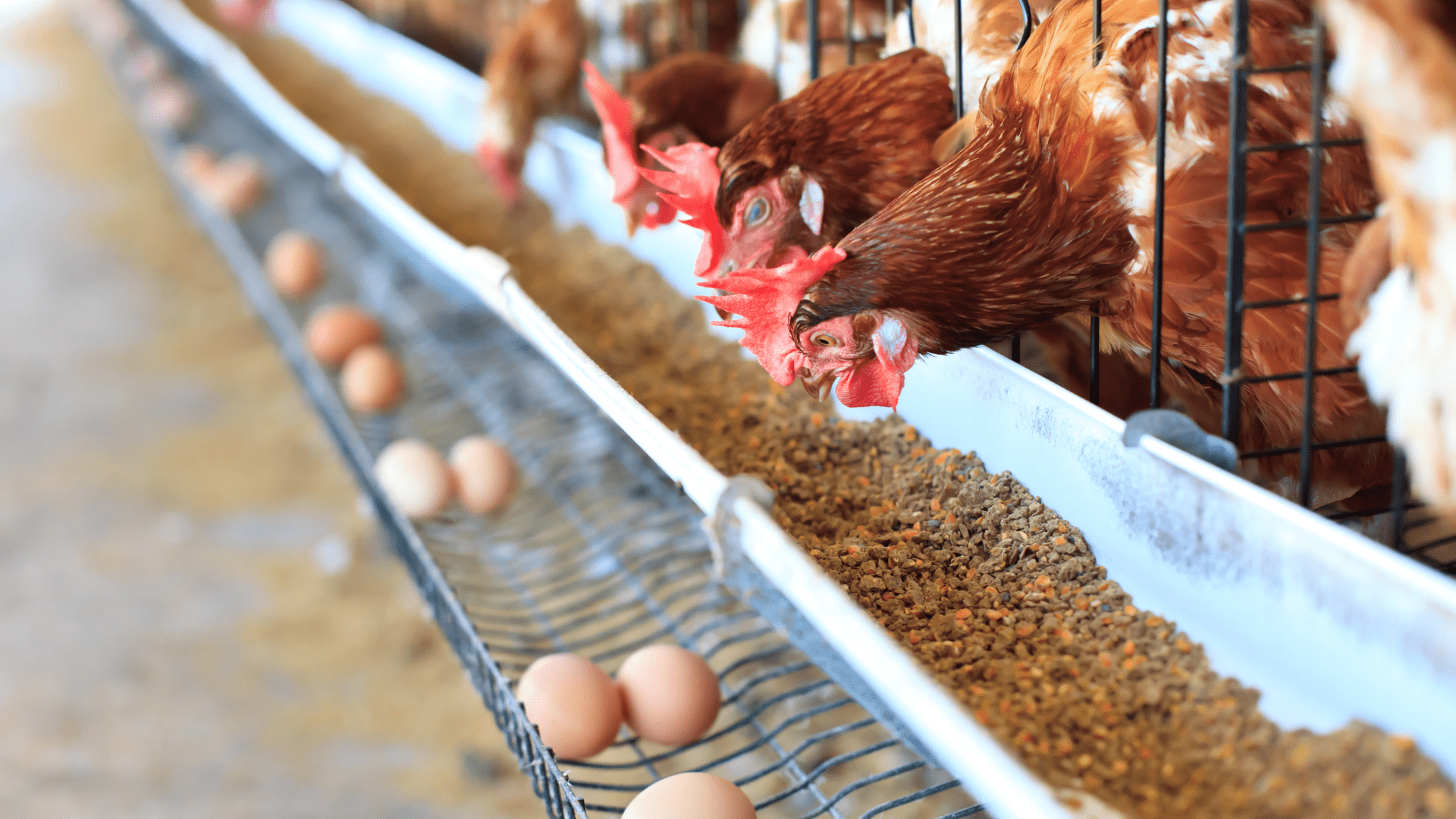 Importância da correta Suplementação de Ca e P na Nutrição Animal