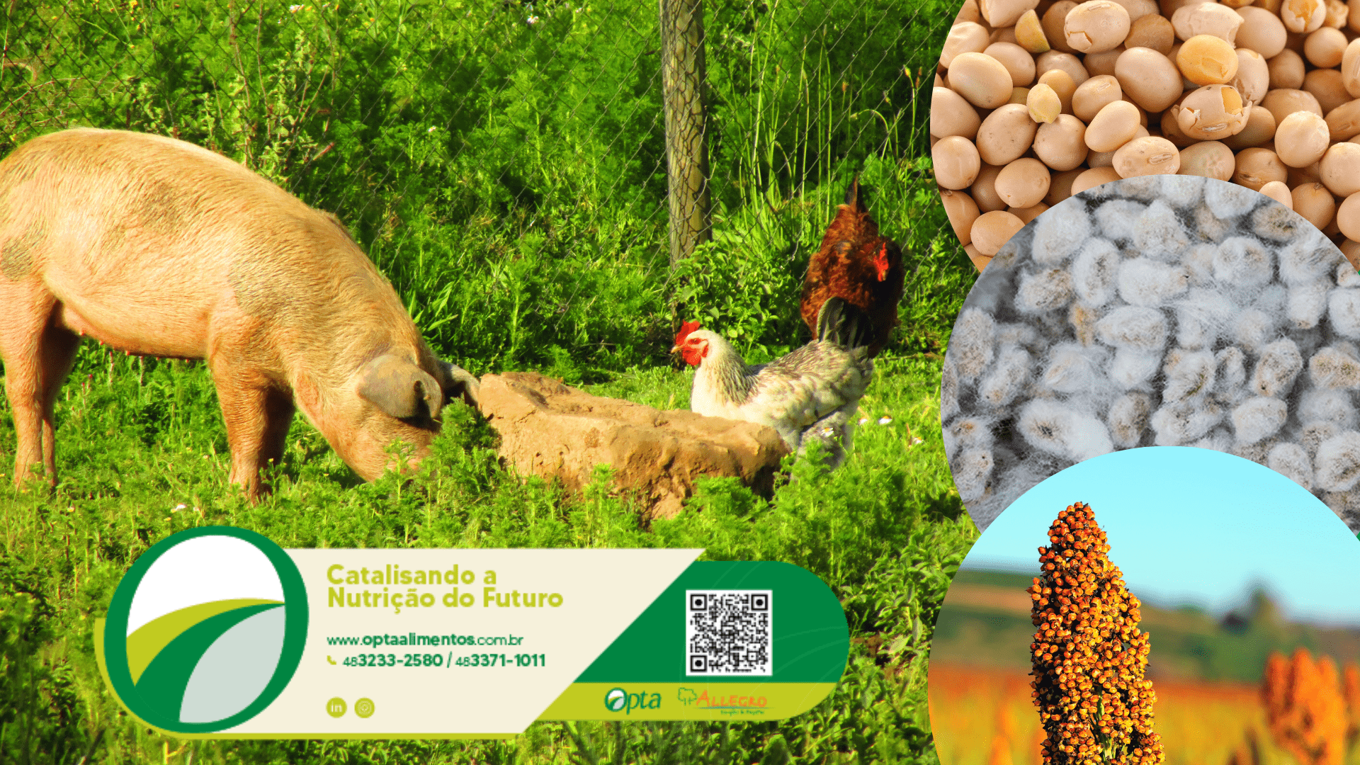 Antinutricionais de importância na nutrição animal