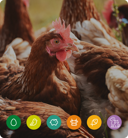 Nutrição Animal para Agronegócio
