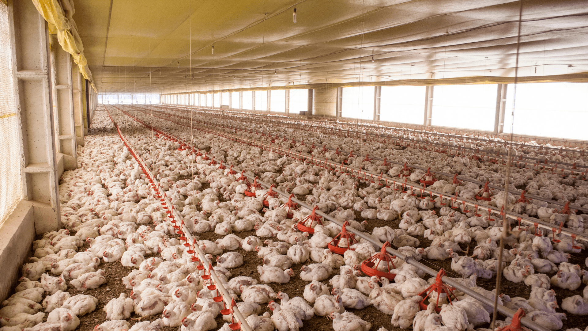 Antibióticos na Produção animal?