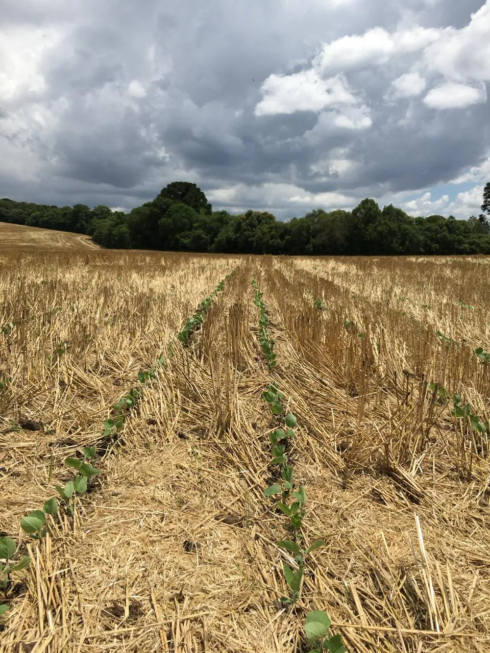 grais especiais para agronegócio ()