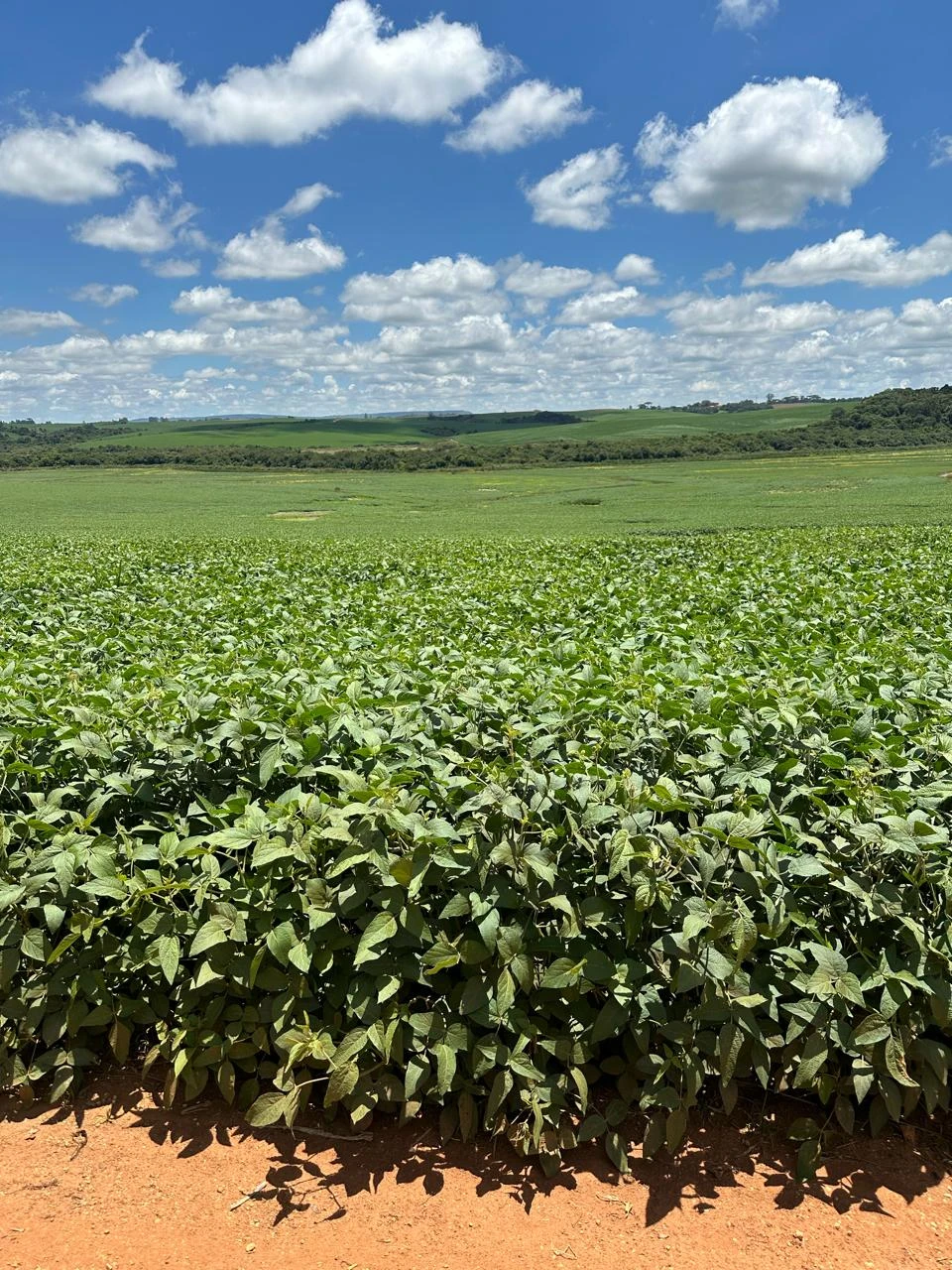 graos especiais para agronegocio ()
