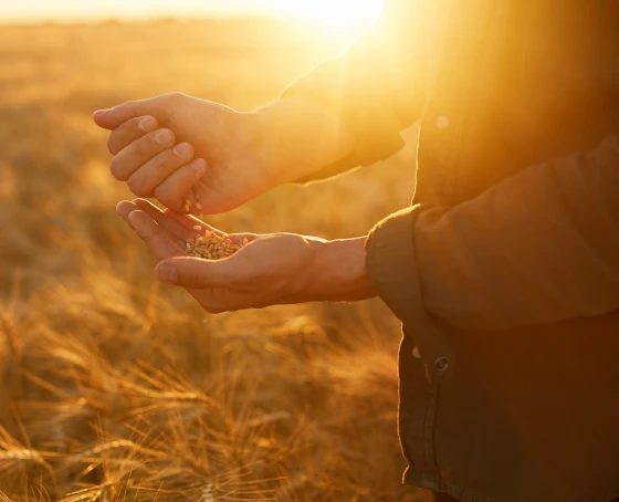 graos especiais para agronegocio