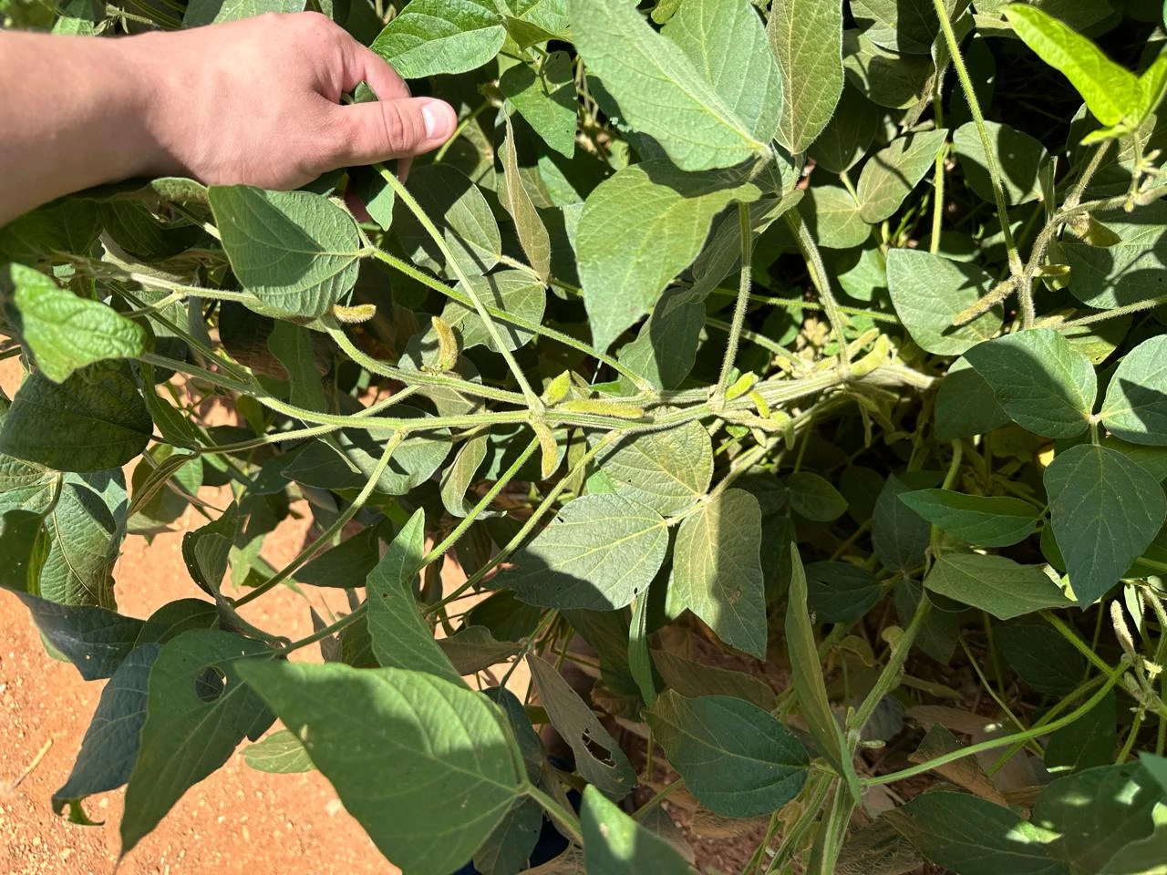graos especiais para agronegocio ()