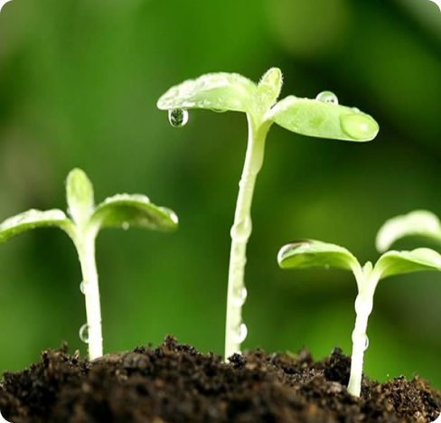 insumos agricolas ()
