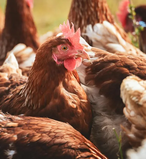 nutricao animal para agronegocio ()