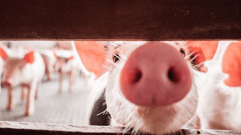 Bem-Estar Animal – Suinocultura