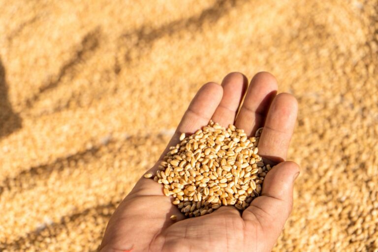 Trigo Não Transgênico: Diretrizes e Boas Práticas de Produção