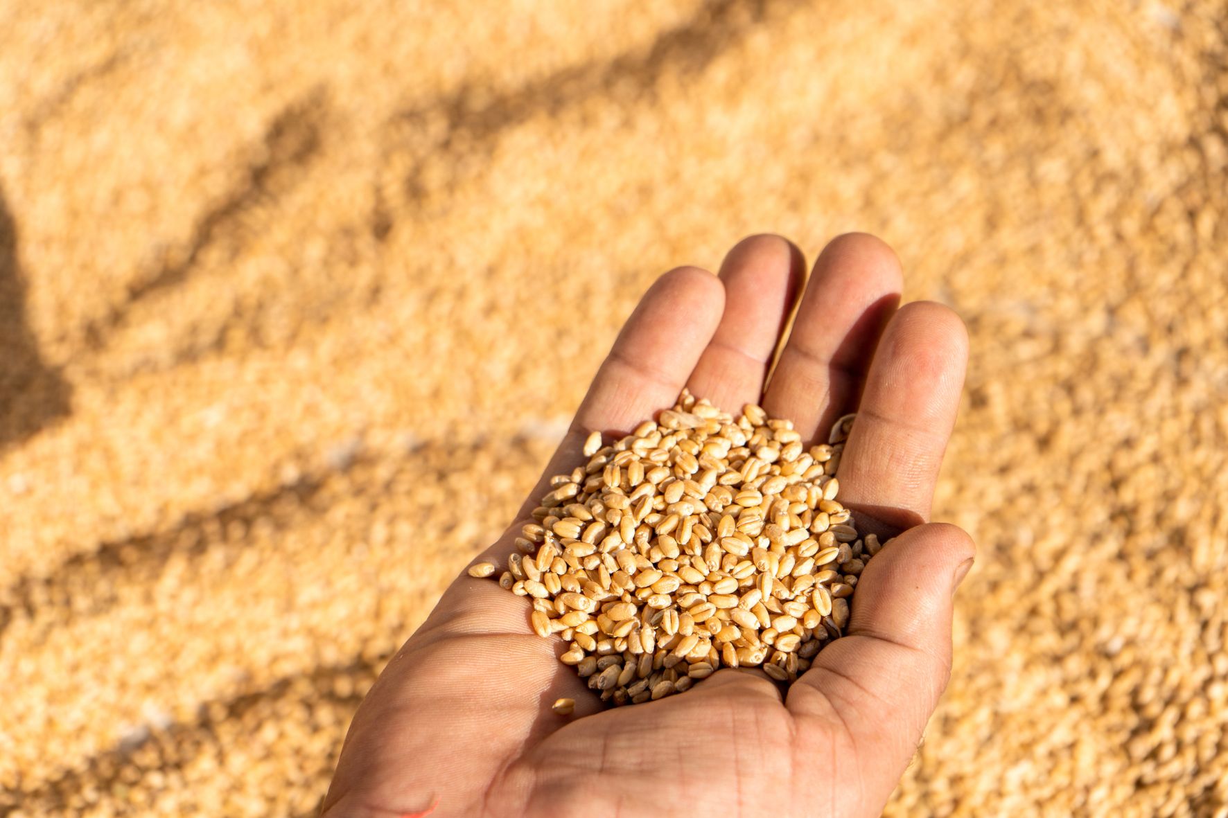 Trigo Não Transgênico: Diretrizes e Boas Práticas de Produção
